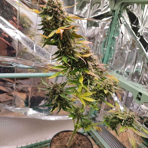 Maxi gom growlog timeline photo