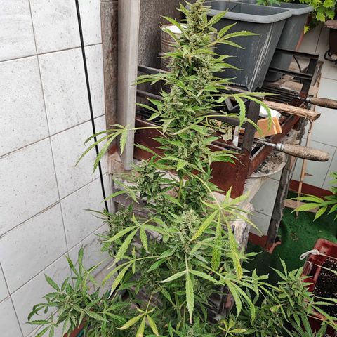 Scout cookies  growlog timeline photo