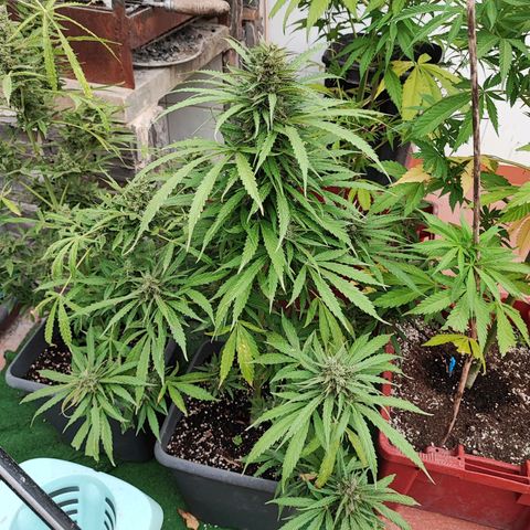 Maxi gom growlog timeline photo