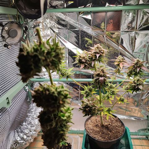 Maxi gom growlog timeline photo