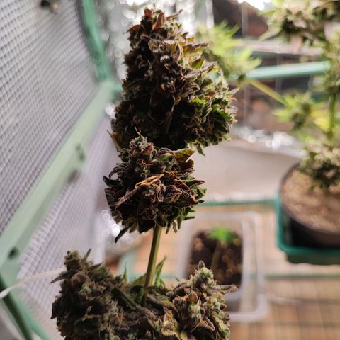 Maxi gom growlog timeline photo