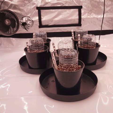 Trichome Orchards growlog timeline photo
