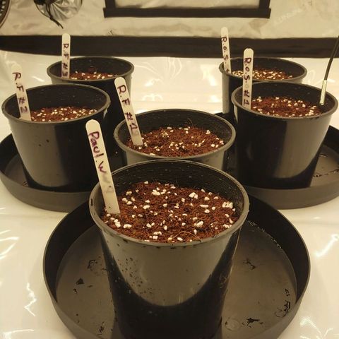 Trichome Orchards growlog timeline photo