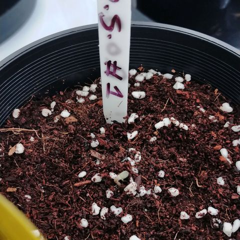 Trichome Orchards growlog timeline photo