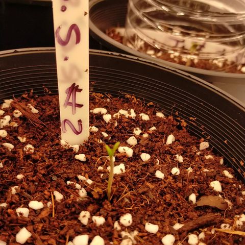 Trichome Orchards growlog timeline photo