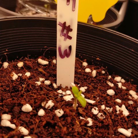 Trichome Orchards growlog timeline photo