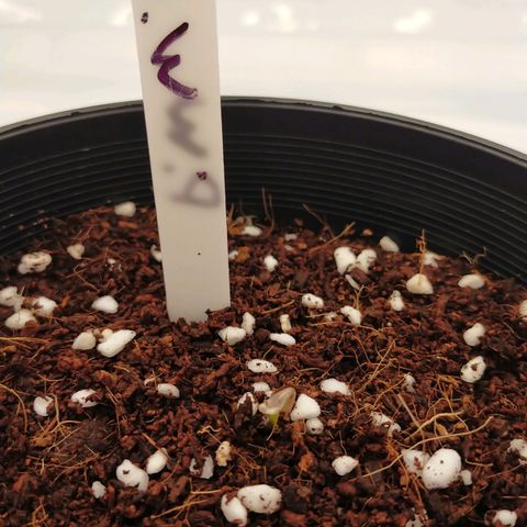 Trichome Orchards growlog timeline photo