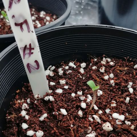 Trichome Orchards growlog timeline photo