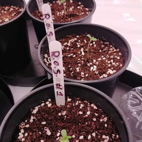 Trichome Orchards growlog timeline photo