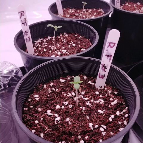Trichome Orchards growlog timeline photo