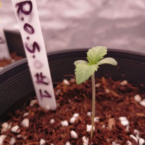 Trichome Orchards growlog timeline photo