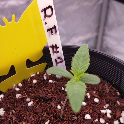 Trichome Orchards growlog timeline photo