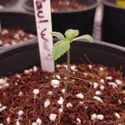 Trichome Orchards growlog timeline photo