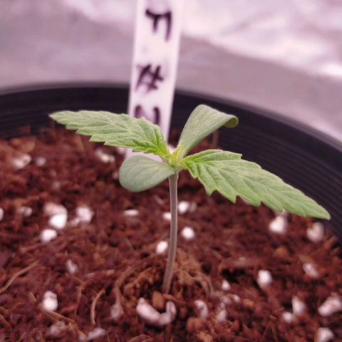 Trichome Orchards growlog timeline photo