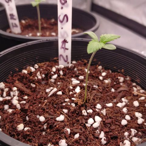 Trichome Orchards growlog timeline photo