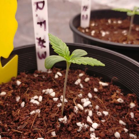 Trichome Orchards growlog timeline photo