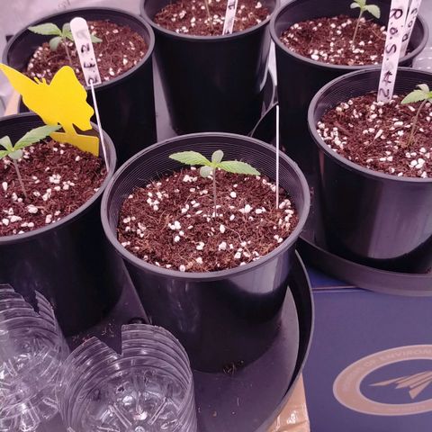 Trichome Orchards growlog photo: 2nd set of true leaves are coming out for most - R.O.S tiny bit slower? 