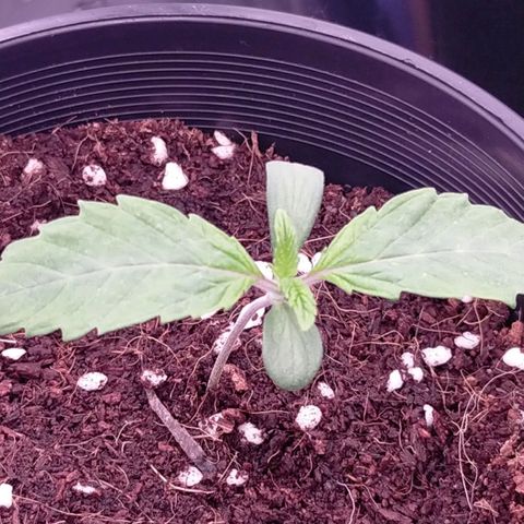 Trichome Orchards growlog timeline photo
