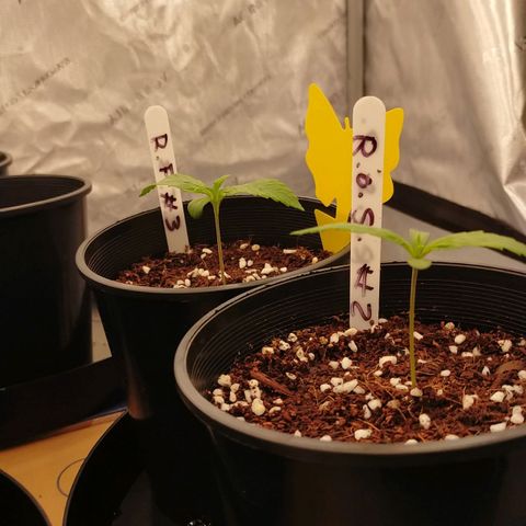 Trichome Orchards growlog timeline photo