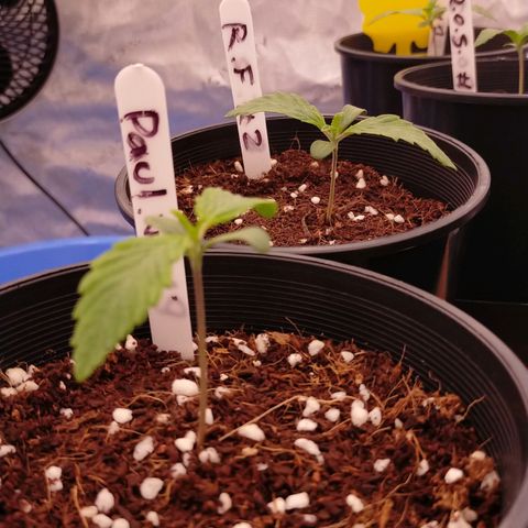 Trichome Orchards growlog timeline photo