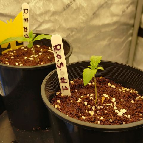 Trichome Orchards growlog timeline photo