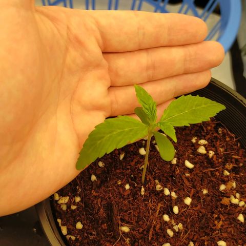Trichome Orchards growlog timeline photo