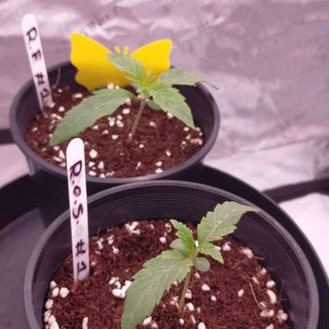 Trichome Orchards growlog timeline photo