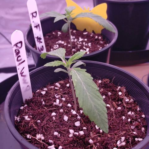 Trichome Orchards growlog timeline photo