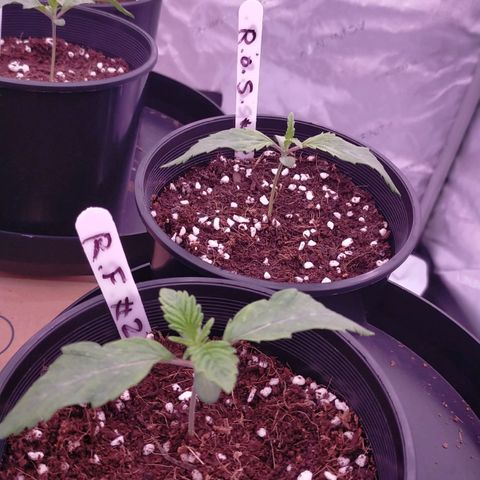 Trichome Orchards growlog timeline photo