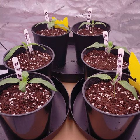 Trichome Orchards growlog timeline photo