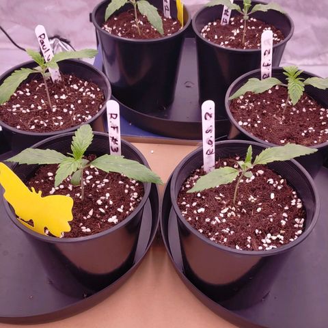 Trichome Orchards growlog photo: 12hours post feed.