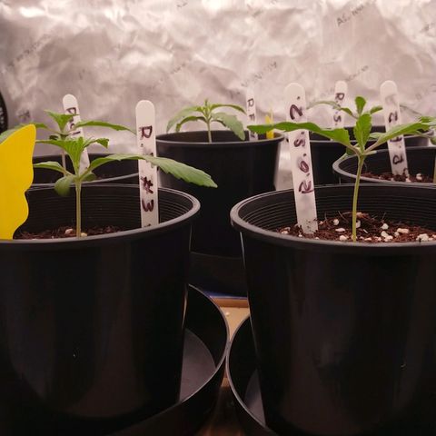 Trichome Orchards growlog photo: 12hours post feed.