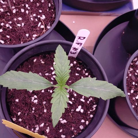Trichome Orchards growlog photo: 12hours post feed.