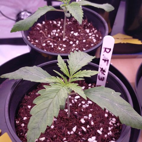 Trichome Orchards growlog timeline photo