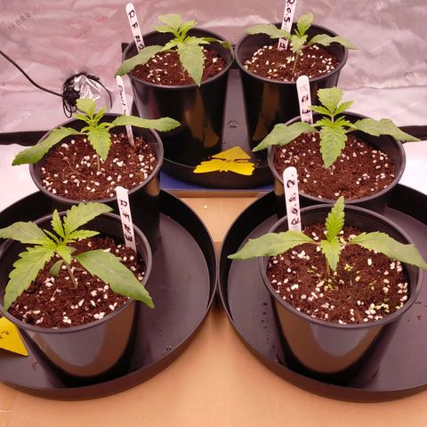 Trichome Orchards growlog timeline photo