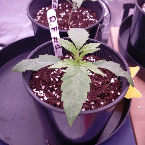 Trichome Orchards growlog timeline photo