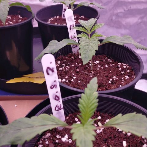 Trichome Orchards growlog timeline photo