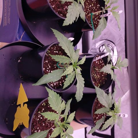 Trichome Orchards growlog timeline photo