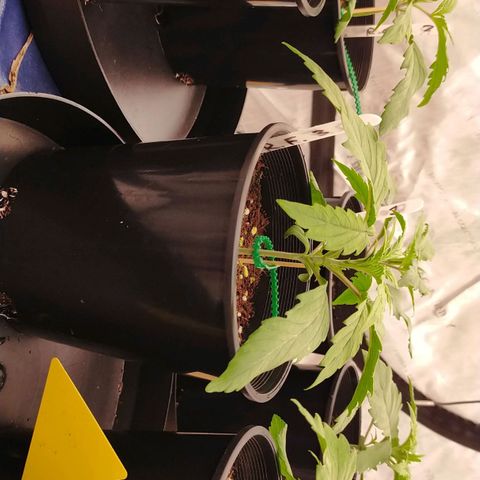 Trichome Orchards growlog timeline photo