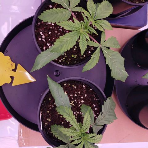 Trichome Orchards growlog photo: Not sure where I've messaged up. Could be over or under watering? 