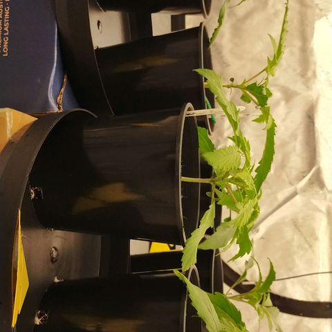 Trichome Orchards growlog photo: Not sure where I've messaged up. Could be over or under watering? 