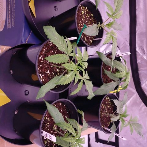 Trichome Orchards growlog photo: Not sure where I've messaged up. Could be over or under watering? 