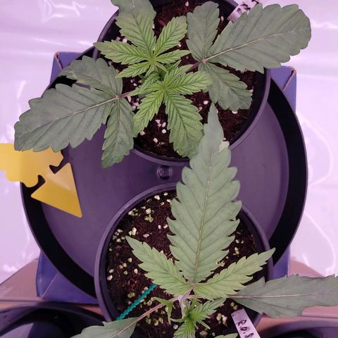 Trichome Orchards growlog photo: Not sure where I've messaged up. Could be over or under watering? 