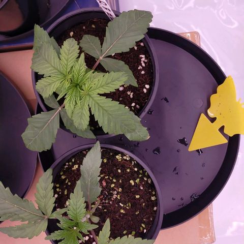 Trichome Orchards growlog photo: Not sure where I've messaged up. Could be over or under watering? 