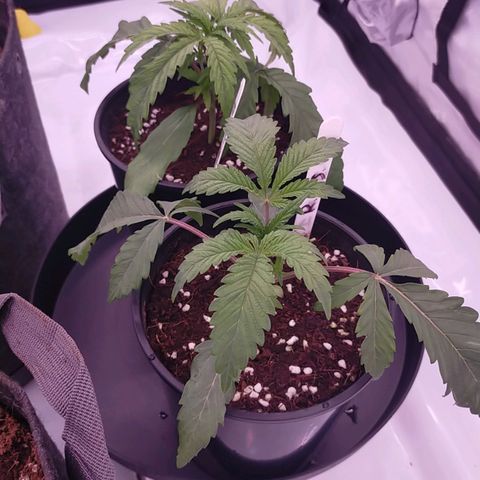 Trichome Orchards growlog timeline photo