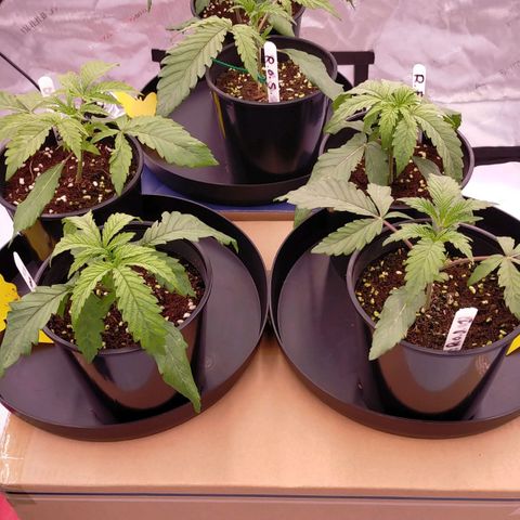 Trichome Orchards growlog photo: Pre transplant