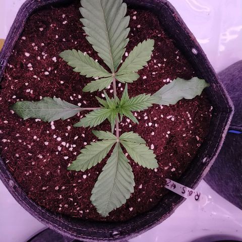 Trichome Orchards growlog photo: Post transplant