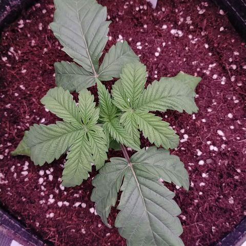 Trichome Orchards growlog photo: Post transplant