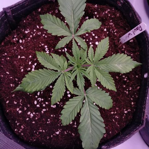 Trichome Orchards growlog photo: Post transplant