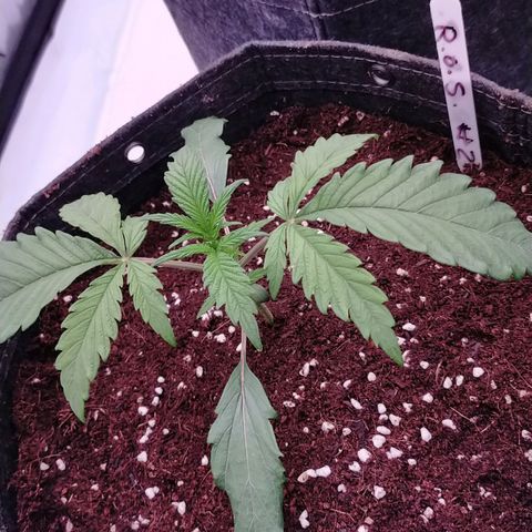 Trichome Orchards growlog photo: Post transplant